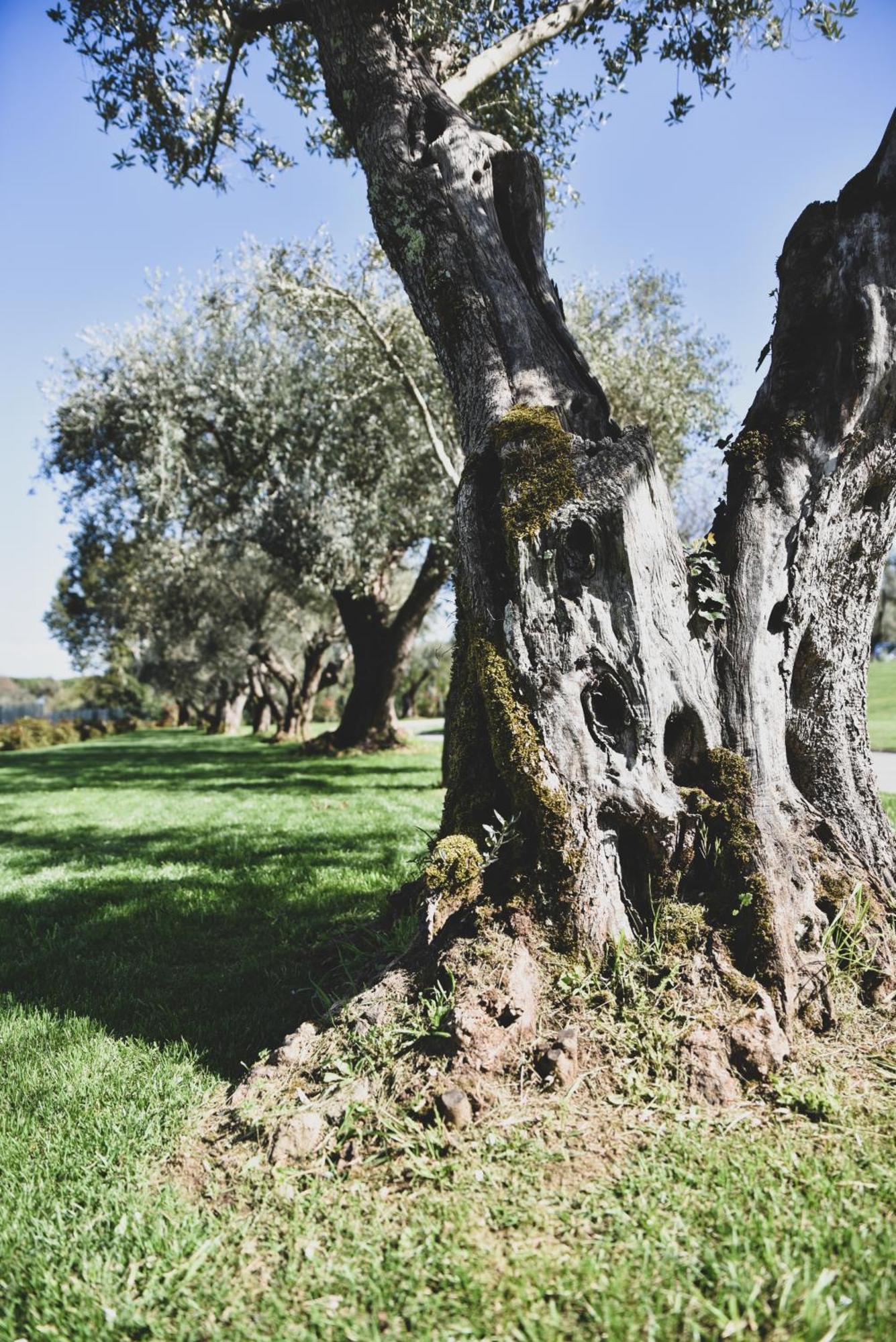 Vigna Caio Relais & Spa (Adults Only) Bracciano  Exteriör bild
